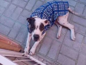 Cachorro raça Dálmata idade 1 ano nome Hulk