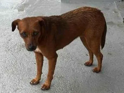 Cachorro raça SRD-ViraLata idade 7 a 11 meses nome Não tem