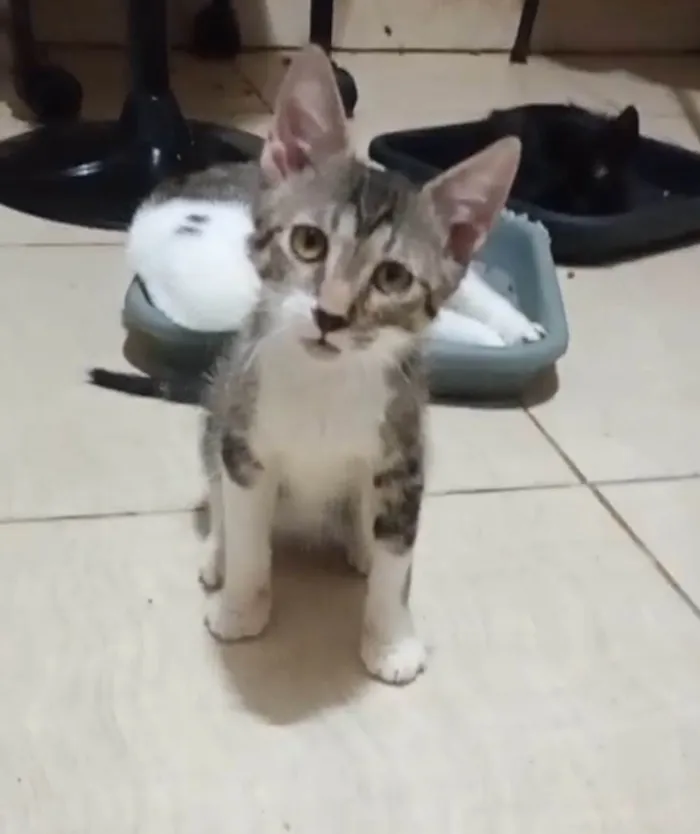 Gato ra a SRD-ViraLata idade 2 a 6 meses nome Aroldo