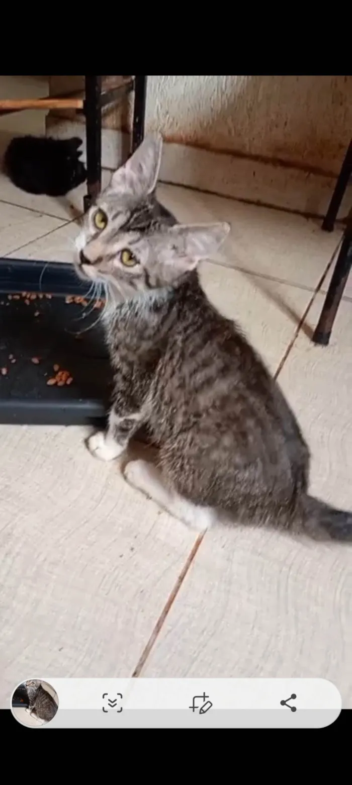 Gato ra a SRD-ViraLata idade 2 a 6 meses nome Aroldo