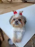 Malu
