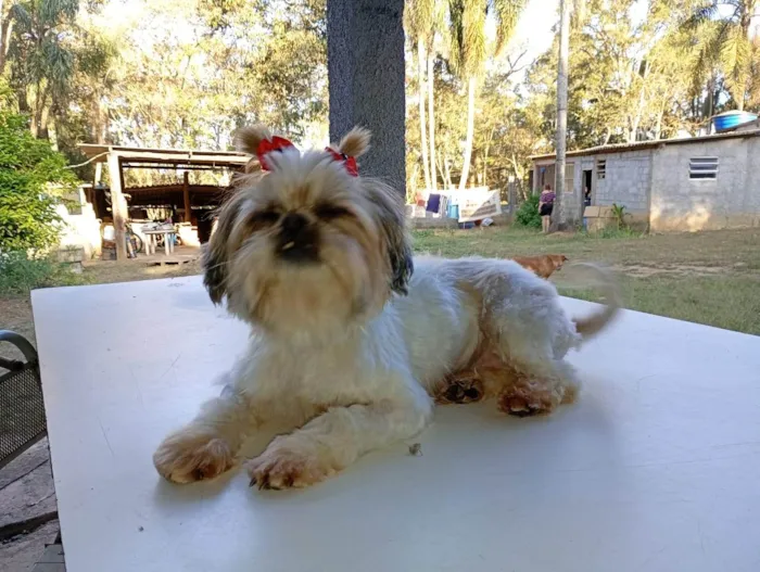 Cachorro ra a Shitzu idade 2 anos nome Malu
