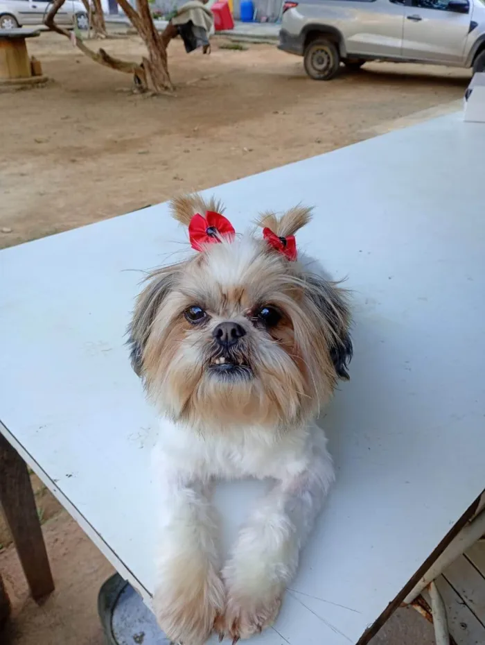 Cachorro ra a Shitzu idade 2 anos nome Malu