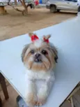 Malu
