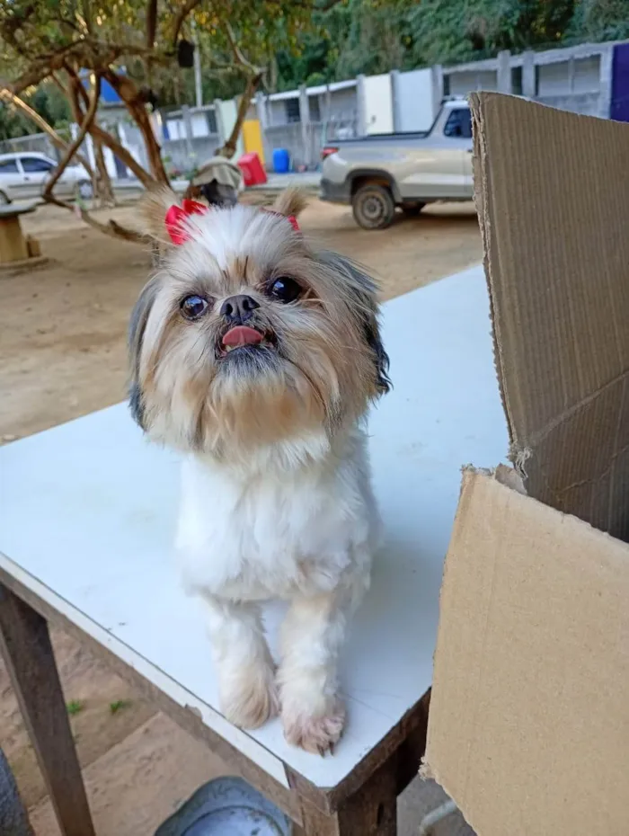 Cachorro ra a Shitzu idade 2 anos nome Malu