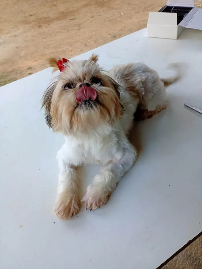 Cachorro ra a Shitzu idade 2 anos nome Malu