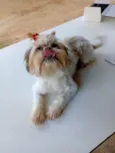 Malu