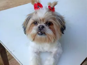 Cachorro raça Shitzu idade 2 anos nome Malu