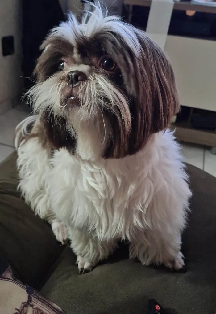 Cachorro ra a Shitzu idade 4 anos nome Zoe