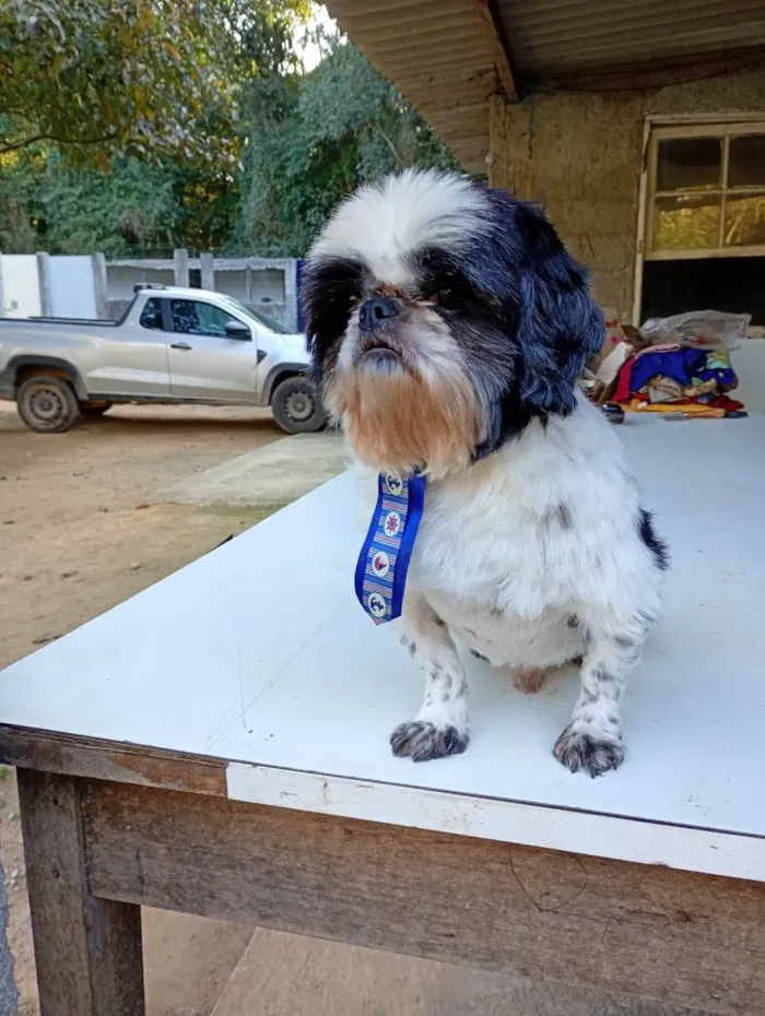 Cachorro ra a Shitzu idade 2 anos nome Nico