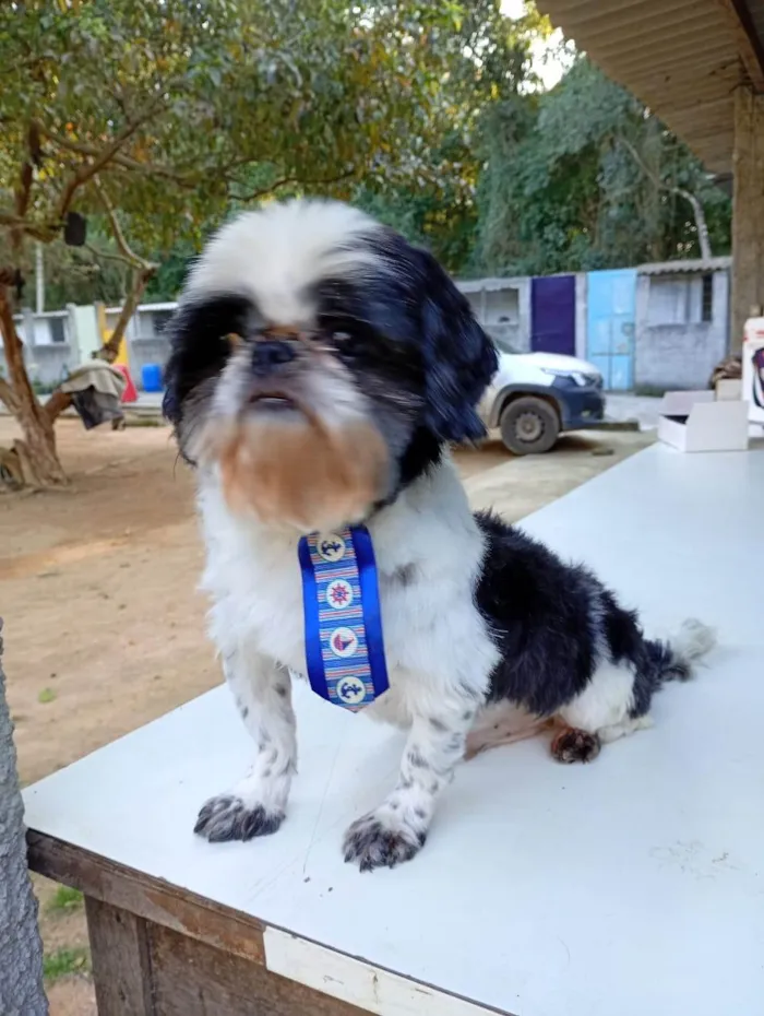Cachorro ra a Shitzu idade 2 anos nome Nico