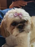 Dora