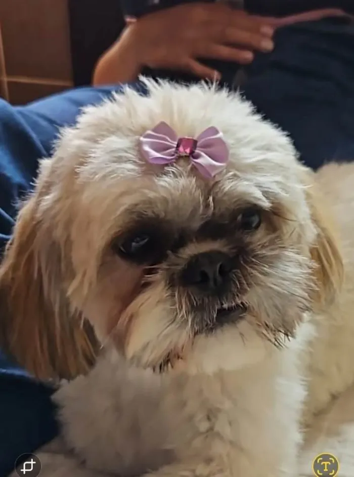 Cachorro ra a Shitzu idade 1 ano nome Dora