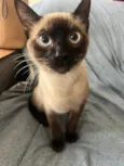 Tico