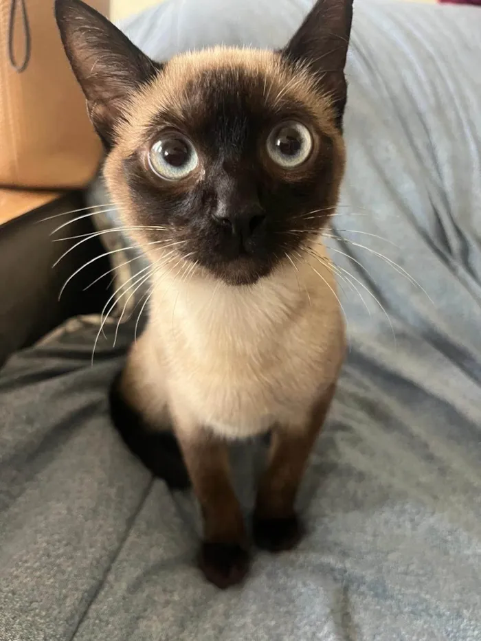 Gato ra a Siamês idade 2 a 6 meses nome Tico