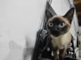 Tico