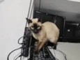 Tico