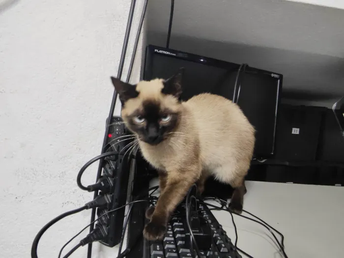 Gato ra a Siamês idade 2 a 6 meses nome Tico