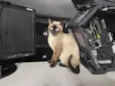 Tico