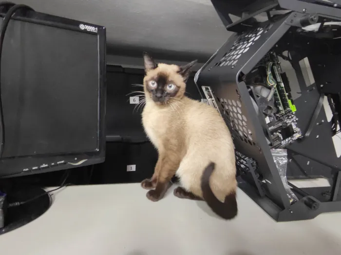 Gato ra a Siamês idade 2 a 6 meses nome Tico