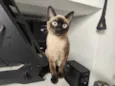 Tico