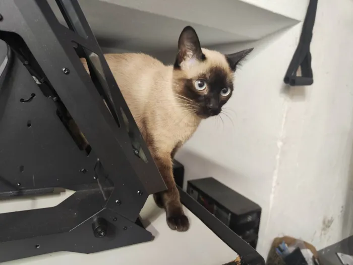 Gato ra a Siamês idade 2 a 6 meses nome Tico