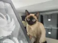 Tico