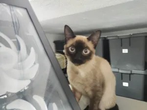 Gato raça Siamês idade 2 a 6 meses nome Tico