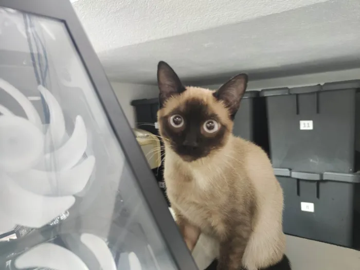 Gato ra a Siamês idade 2 a 6 meses nome Tico