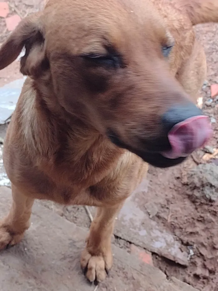 Cachorro ra a Labrador idade 1 ano nome Pepi