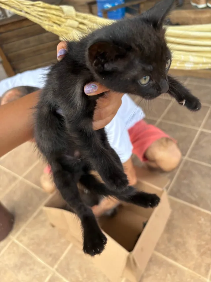 Gato ra a SRD-ViraLata idade 2 a 6 meses nome Eclipse