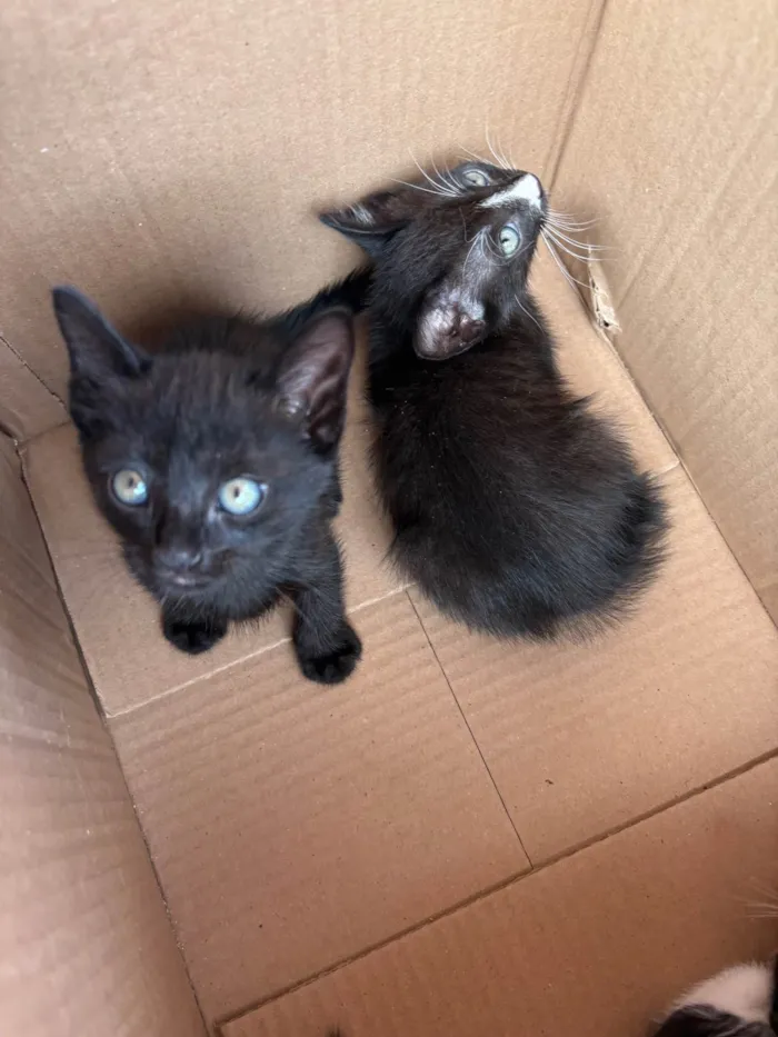 Gato ra a SRD-ViraLata idade 2 a 6 meses nome Eclipse