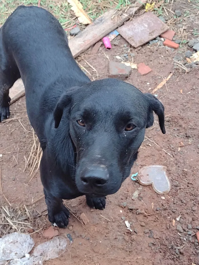 Cachorro ra a Labrador idade 1 ano nome Bobe
