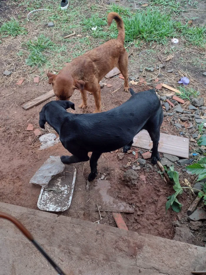 Cachorro ra a Labrador idade 1 ano nome Bobe