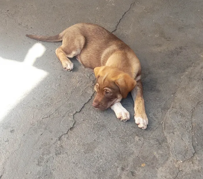 Cachorro ra a SRD-ViraLata idade 2 a 6 meses nome Marshall