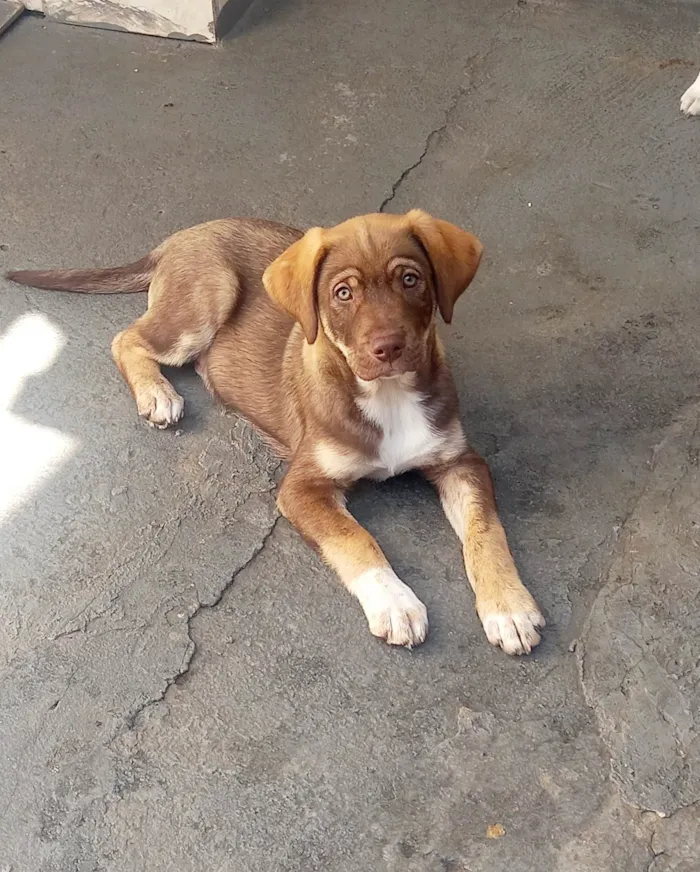 Cachorro ra a SRD-ViraLata idade 2 a 6 meses nome Marshall