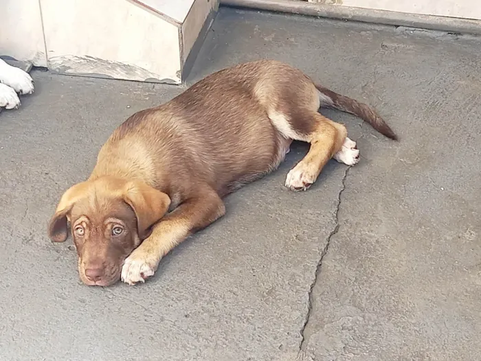 Cachorro ra a SRD-ViraLata idade 2 a 6 meses nome Marshall