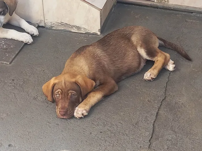 Cachorro ra a SRD-ViraLata idade 2 a 6 meses nome Marshall