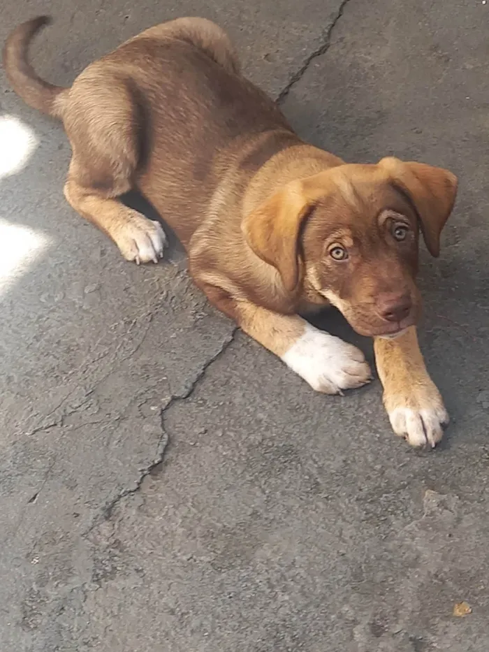Cachorro ra a SRD-ViraLata idade 2 a 6 meses nome Marshall