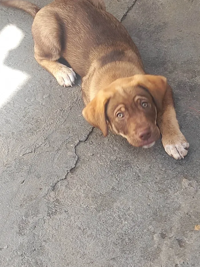 Cachorro ra a SRD-ViraLata idade 2 a 6 meses nome Marshall