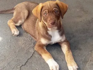 Cachorro raça SRD-ViraLata idade 2 a 6 meses nome Marshall