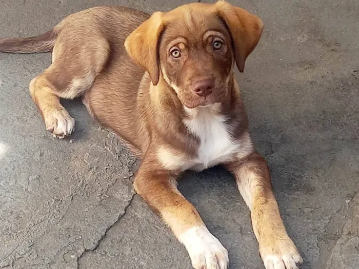 Cachorro ra a SRD-ViraLata idade 2 a 6 meses nome Marshall