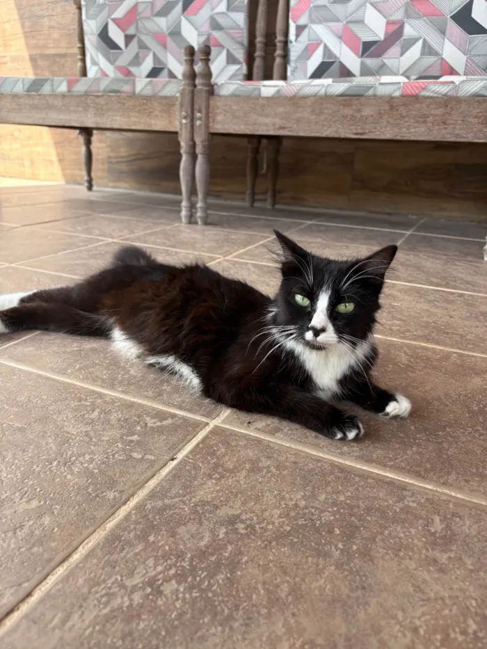 Gato ra a Angorá idade 2 anos nome Cléo 