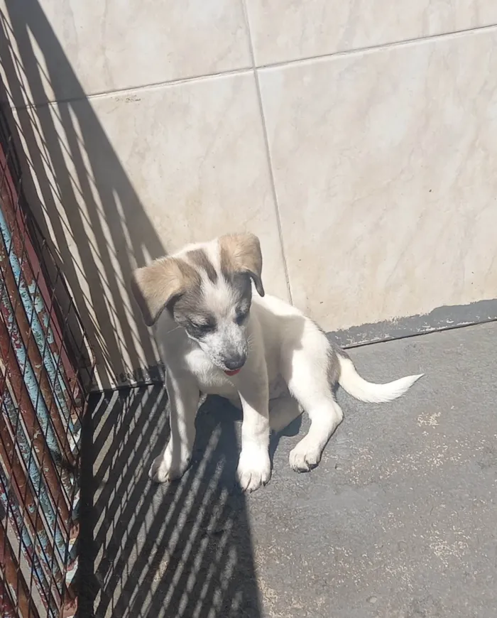 Cachorro ra a SRD-ViraLata idade 2 a 6 meses nome Mavie 