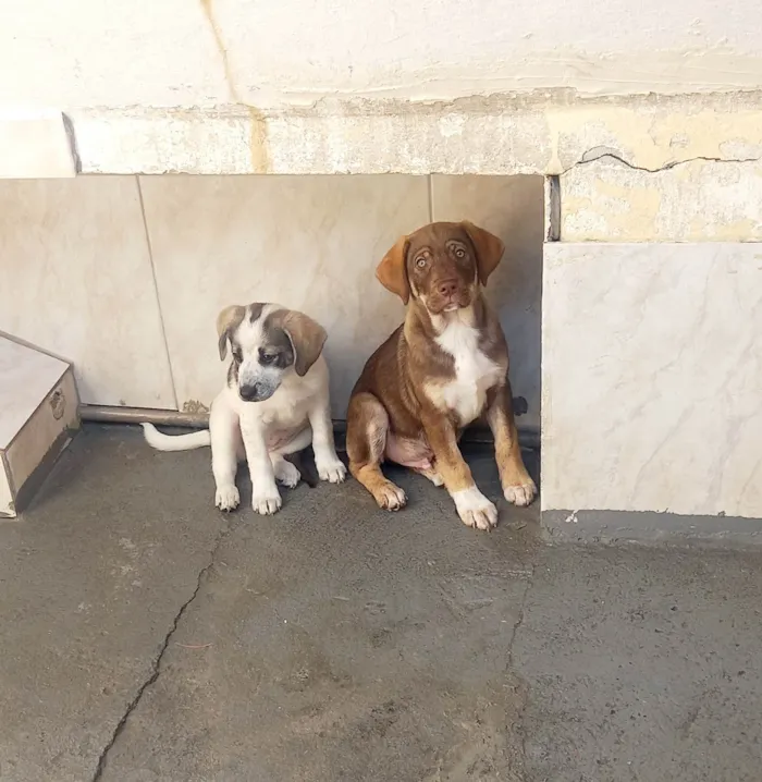 Cachorro ra a SRD-ViraLata idade 2 a 6 meses nome Mavie 