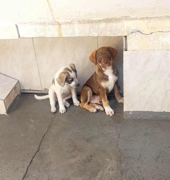 Cachorro ra a SRD-ViraLata idade 2 a 6 meses nome Mavie 