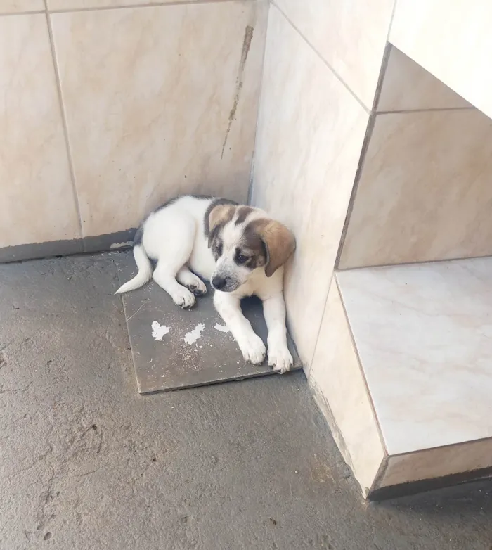 Cachorro ra a SRD-ViraLata idade 2 a 6 meses nome Mavie 