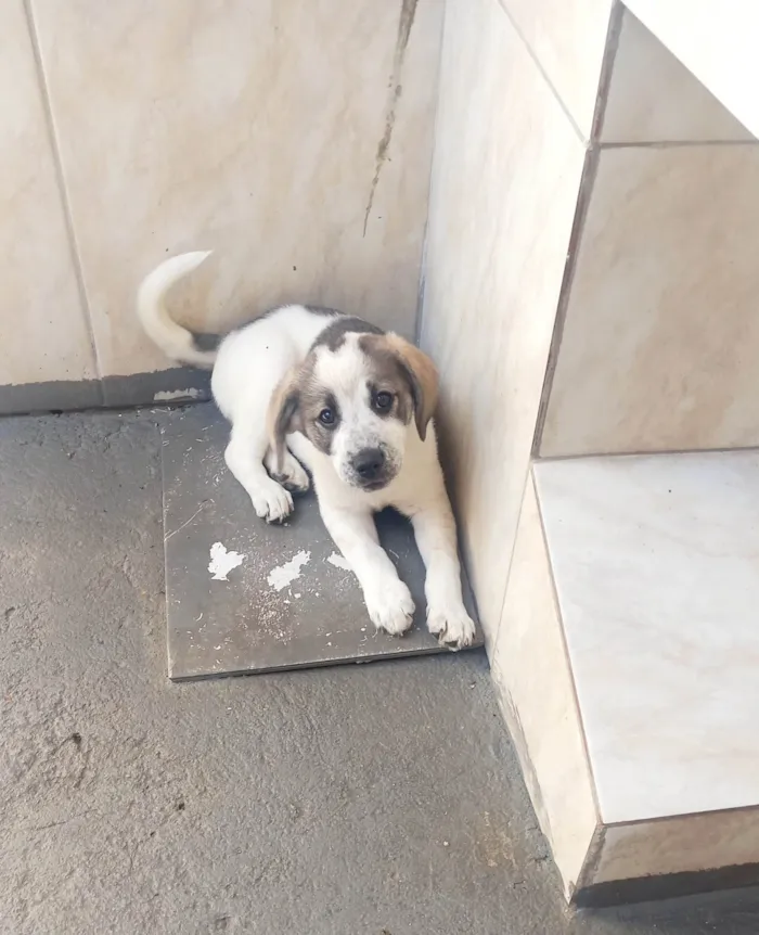 Cachorro ra a SRD-ViraLata idade 2 a 6 meses nome Mavie 