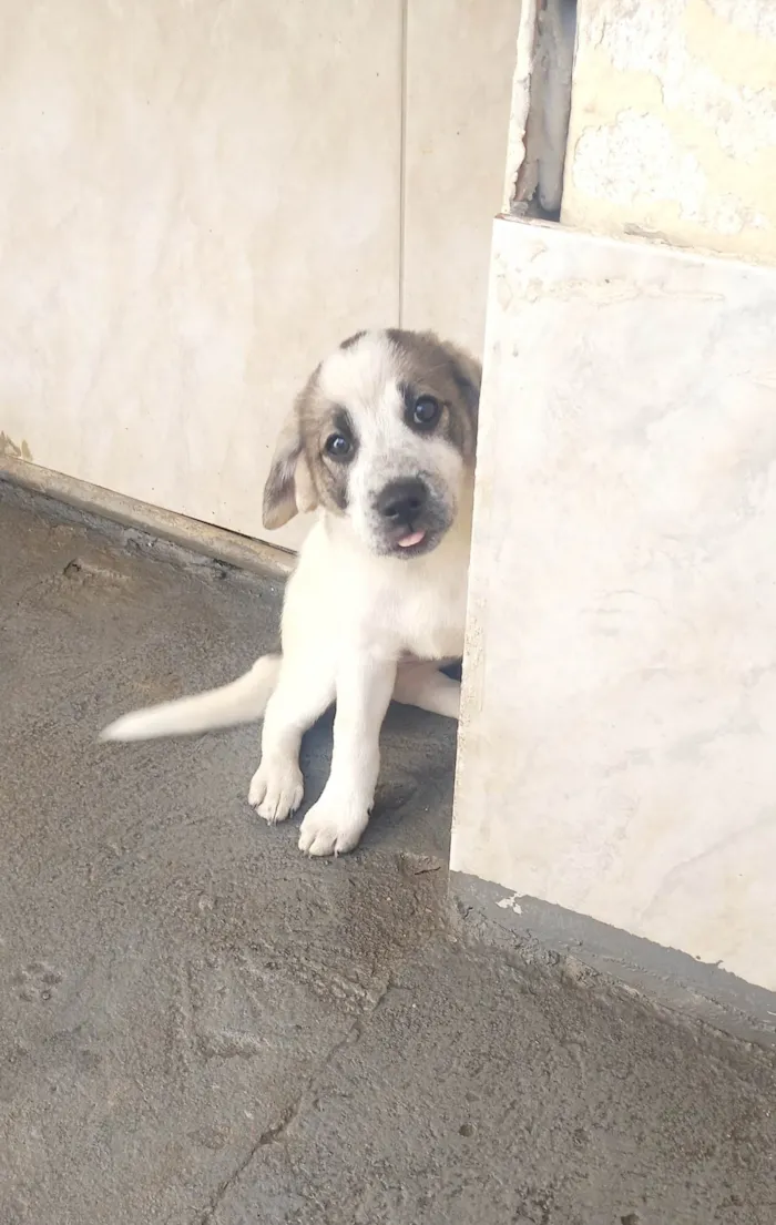 Cachorro ra a SRD-ViraLata idade 2 a 6 meses nome Mavie 