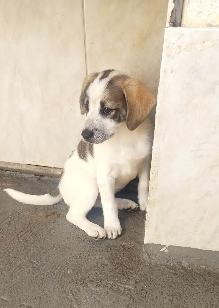 Cachorro ra a SRD-ViraLata idade 2 a 6 meses nome Mavie 